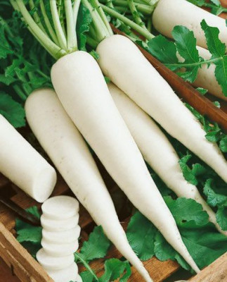 முள்ளங்கி / Mullanki - Radish